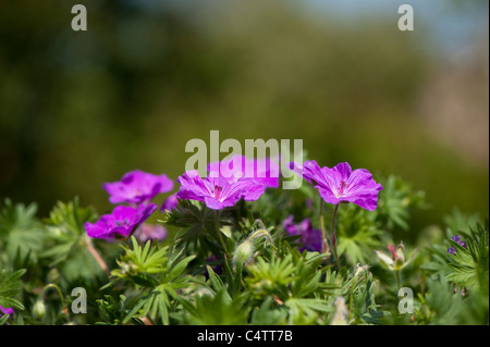 Geranium Sanguineum "Vision Violet" in der Blume Stockfoto