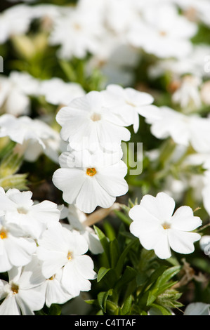 Phlox Stolonifera, schleichende Phlox blüht Stockfoto