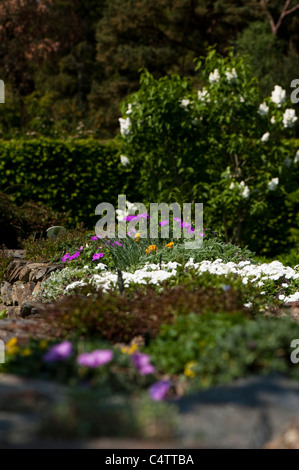 Bett mit alpinen angehoben und Steingartenpflanzen bei RHS Rosemoor Gärten, Devon, England, Vereinigtes Königreich Stockfoto