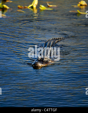 ALLIGATOR SCHWIMMEN IN RICHTUNG KAMERA IM BLAUEN WASSER MIT SCHWIMMENDEN BLÄTTER Stockfoto