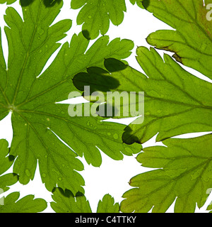 Frische grüne Blätter auf weiß Stockfoto