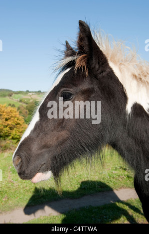 Kopf und Schultern von jungen schwarz-weißen Pferd (Profil) in sonnigen ländlichen Feld, Schatten des Körpers auf Gras oder Boden gegossen - Baildon, Yorkshire, England, Großbritannien Stockfoto