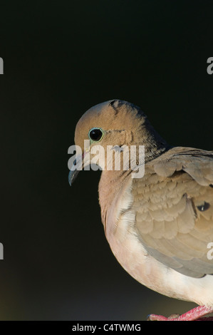 Mourning Dove (Zenaida Macroura) in Ada County Idaho Stockfoto