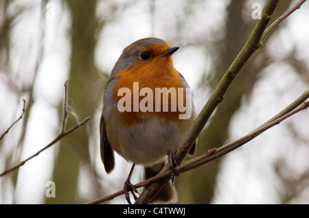 Robin hautnah Stockfoto