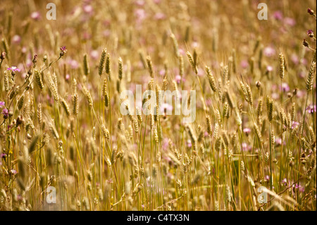 Grass Meadow Stockfoto