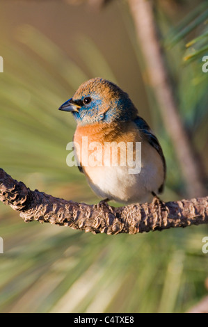 Männliche Lazuli Bunting (Passerina Amoena) im ersten Frühjahr Gefieder Stockfoto