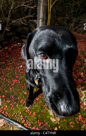 Black Labrador retriever Stockfoto