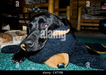 Schwarze Labrador Retriever Handauflegen Spielzeug Bärenfell Stockfoto
