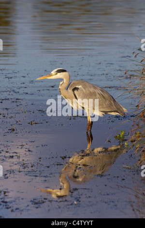 Ein Graureiher (Ardea Cinerea) Stiele Beute in einem See in Bushy Park Stockfoto