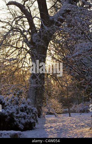 Bäume und Sträucher in den Woodland Gärten in Bushy Park im Winterschnee Stockfoto