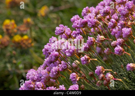 Rosa Sparsamkeit (Amerika Maritima) wächst auf Felsen auf der South West Coast Path in Cornwall Stockfoto