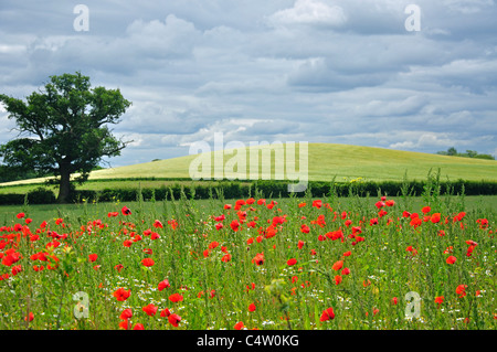 Mohn im Feld in der Nähe von Bridgnorth, Shropshire, England, Vereinigtes Königreich Stockfoto