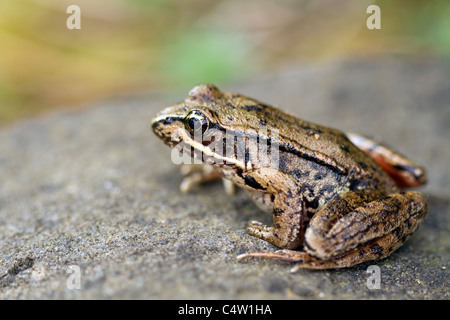 Pazifische Laubfrosch auf eine Rock-Makro-Nahaufnahme Stockfoto