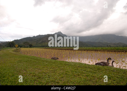 Der Taro-Felder auf der Insel Kauai, Hawaii. Stockfoto