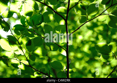 Buche Baumkronen im Wald Stockfoto