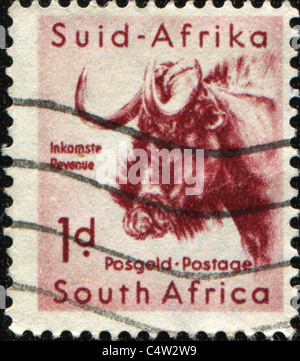 Südafrika - ca. 1949: Eine Briefmarke gedruckt in Südafrika zeigt Gnus, Serie, ca. 1949 Stockfoto