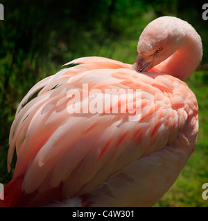 Ein chilenischer Flamingo putzen. Stockfoto