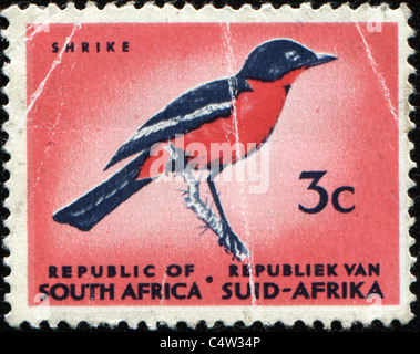 Südafrika - ca. 1971: Eine Briefmarke gedruckt in Südafrika zeigt Bild von einem Shrike, ca. 1971 Stockfoto