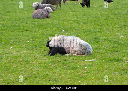 Herdwick Schafe, Cumbria. EWE ruht ihr Kinn auf ihr Lamm. Stockfoto