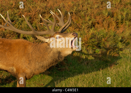 Ein Rotwild Hirsch (Cervus Elaphus) "Balg" während der Brunft im Herbst unter dem sterbenden Bracken in Bushy Park, Middlesex Stockfoto