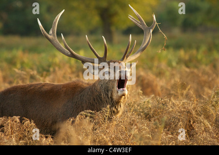 Ein Rotwild Hirsch (Cervus Elaphus) "Balg" während der Brunft im Herbst unter dem sterbenden Bracken in Bushy Park, Middlesex Stockfoto
