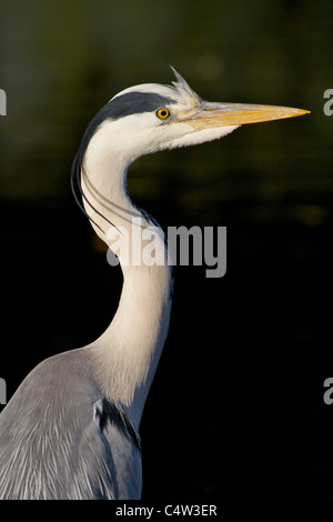 Ein Graureiher (Ardea Cinerea) Stiele Beute in einem See in Bushy Park Stockfoto