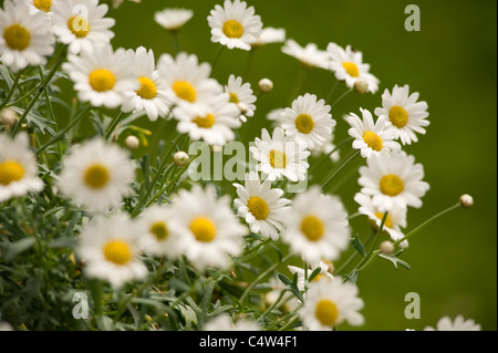 Margeriten, Salzburg, Salzburger Land, Österreich Stockfoto
