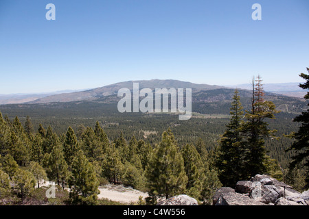 A stark Wald Bereich in der Sierra Nevadaas. Stockfoto