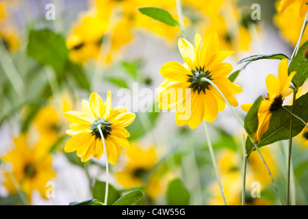 Nahaufnahmen von Blumen Stockfoto