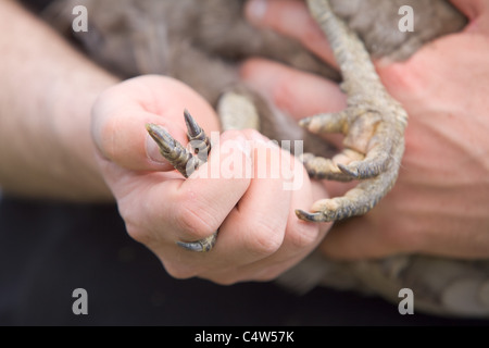 Überprüfung des Zustands eines Huhns Krallen, um sicherzustellen, dass es einen gesunden und glücklichen Vogel ist Stockfoto