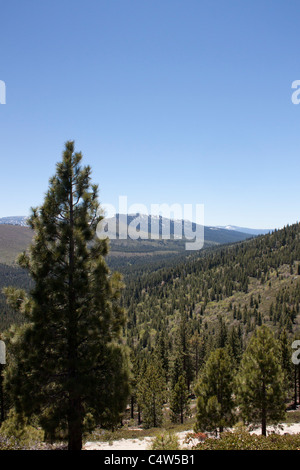 A stark Wald Bereich in der Sierra Nevadaas. Stockfoto