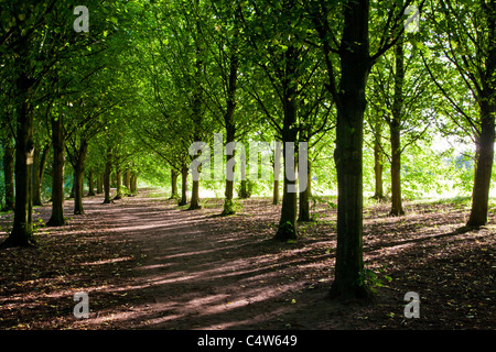 Am Abend Sonnenlicht wirft gefleckten Licht durch eine Allee von Bäumen am Coate Water Country Park, Swindon, England, Uk Stockfoto