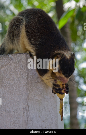 Riesen Baum Eichhörnchen essen Bananen Koth Duwa Insel SriLanka Stockfoto