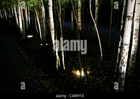 Silver Birch Bäume außerhalb der TATE Gallery, London. Stockfoto