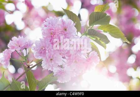 USA, New York State, New York City, Close-Up der Kirschblüte Stockfoto