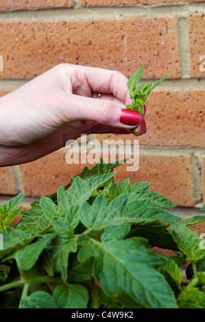 junge Frau, kneifen, Seitensprosse von Tomatenpflanzen Stockfoto