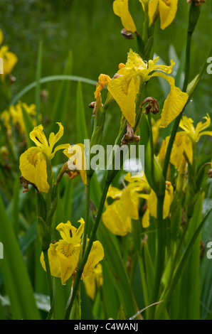 Die gelbe Iris wächst in Graben, Newborough Wald, Anglesey, Wales, UK. Stockfoto