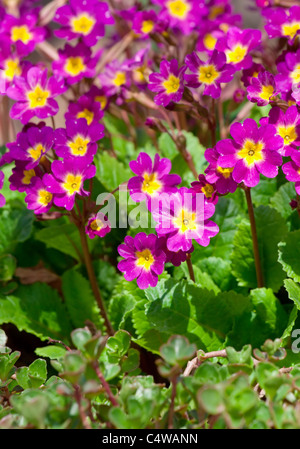 Kleine rosa Blumen Stockfoto