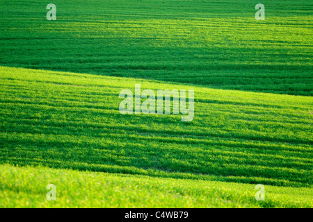 Grüne, hügelige Frühlingswiese Stockfoto