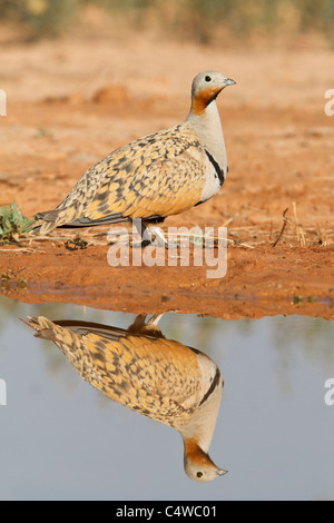 Schwarzbäuchigen Sandgrouse (Pterocles Orientalis) männlich, Aragon, Spanien. Stockfoto