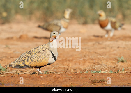 Schwarzbäuchigen Sandgrouse (Pterocles Orientalis) und Pin-tailed Sandgrouse (Pterocles Alchata), Aragon, Spanien. Stockfoto