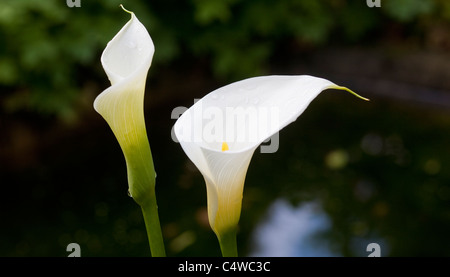 Arum weiße Lilien vor einem dunklen Hintergrund weichzeichnen Stockfoto