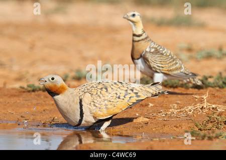 Schwarzbäuchigen Sandgrouse (Pterocles Orientalis) männlich und weiblich Pin-tailed Sandgrouse (Pterocles Alchata), Aragon, Spanien. Stockfoto