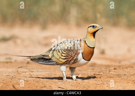 PIN-tailed Sandgrouse (Pterocles Alchata) männlich, Aragon, Spanien Stockfoto