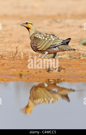 PIN-tailed Sandgrouse (Pterocles Alchata) männlich, Aragon, Spanien Stockfoto