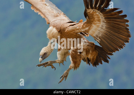 Gänsegeier (abgeschottet Fulvus) in fliegen, Pyrenäen, Spanien Stockfoto