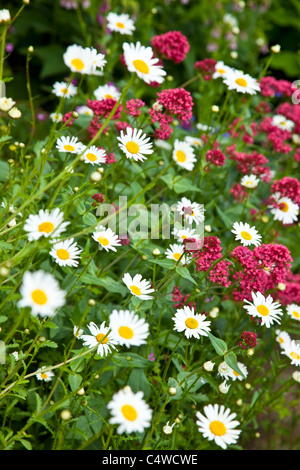 Oxeye Gänseblümchen in Blume Bett, England, UK Stockfoto
