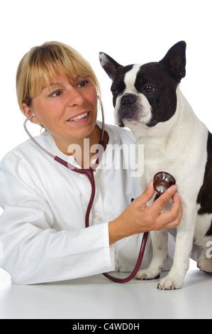 weibliche Tierarzt Doktor mit Hund Boston terrier Stockfoto