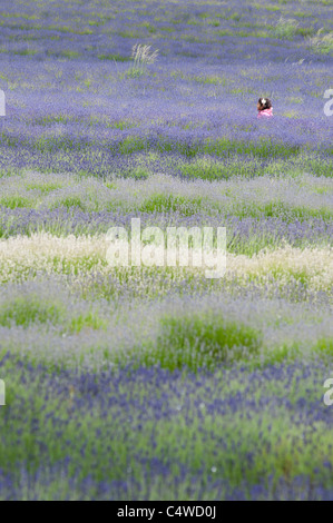 Ein kleines Mädchen in einem Lavendel Feld in Worcestershire. UK Stockfoto