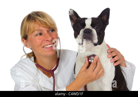 weibliche Tierarzt Doktor mit Hund Boston terrier Stockfoto